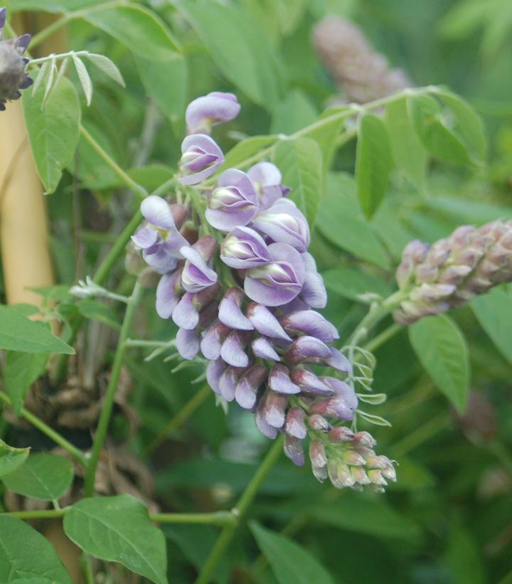 Wisteria frut. Amethyst Falls