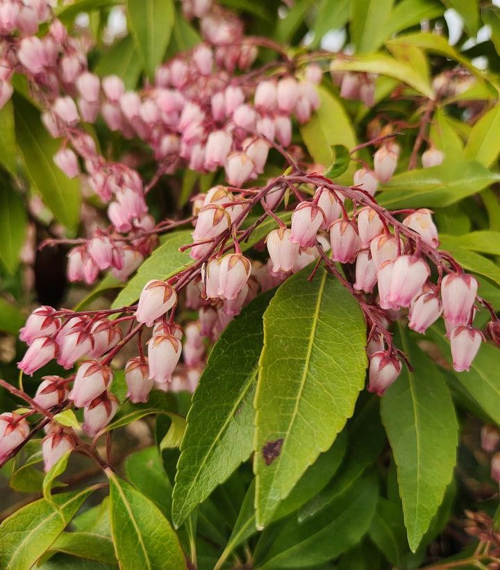 Pieris jap. 'Katsura'