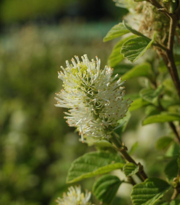 Fothergilla major 'Mount Airy'