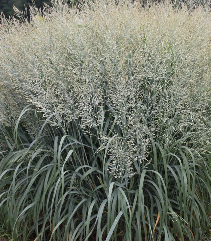 Panicum virgatum Prairie Winds® 'Niagara Falls'