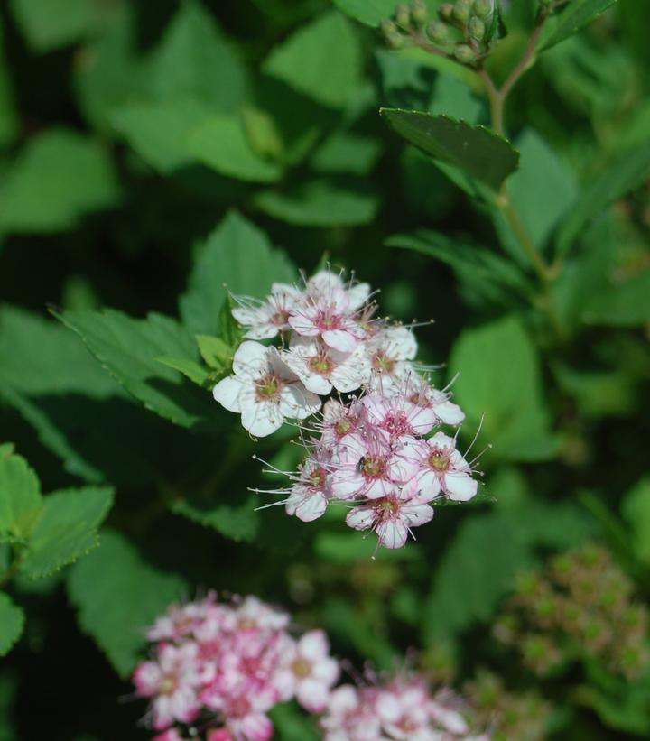 Spiraea jap. Little Princess