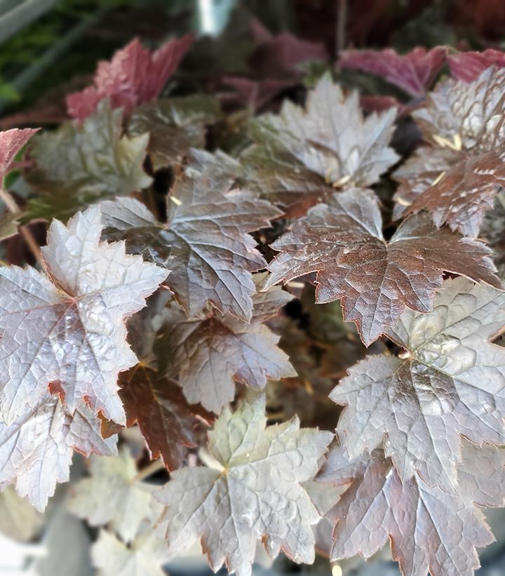 Heuchera villosa 'Blackout'