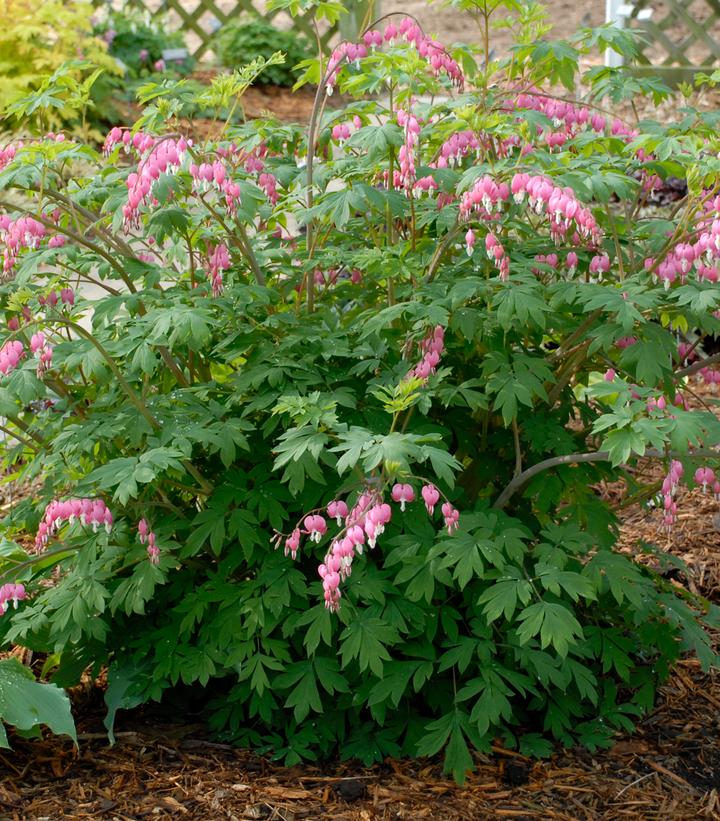 Dicentra spectabilis 