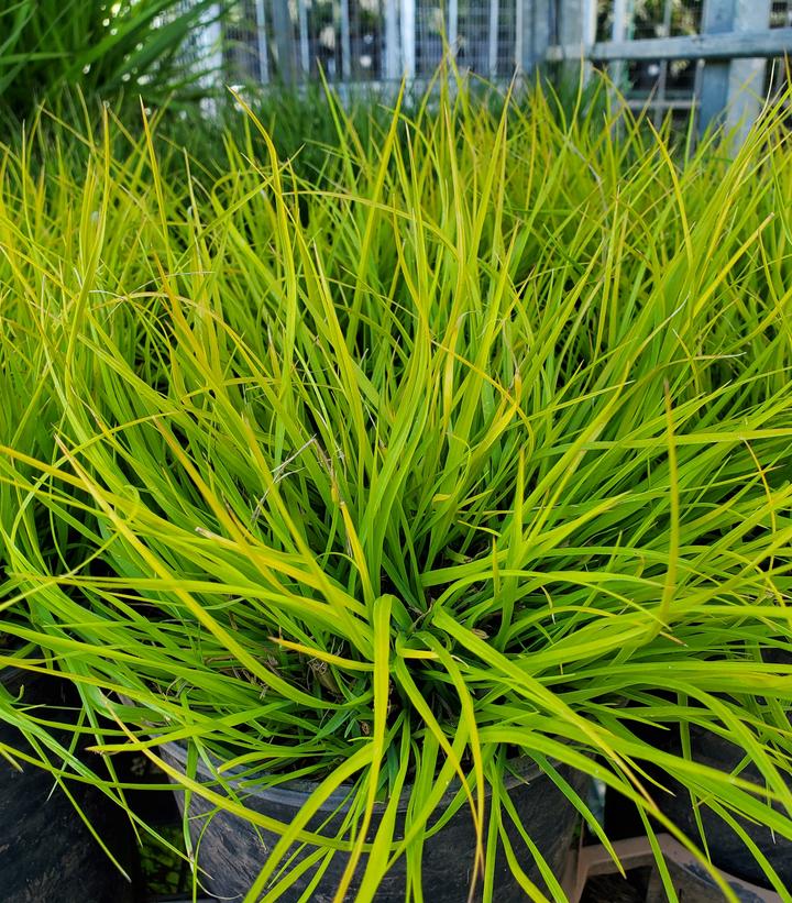 Pennisetum alopecuroides Lumen Gold™