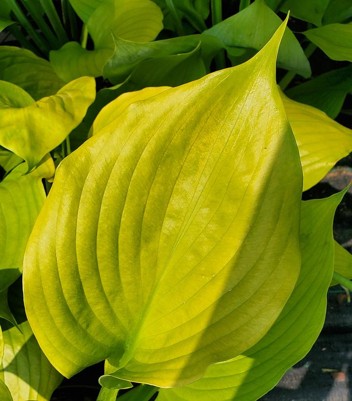 Hosta Sum & Substance