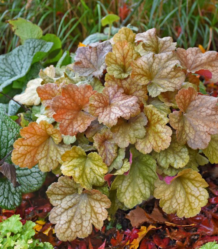 Heuchera hybrid Dolce® 'Toffee Tart'