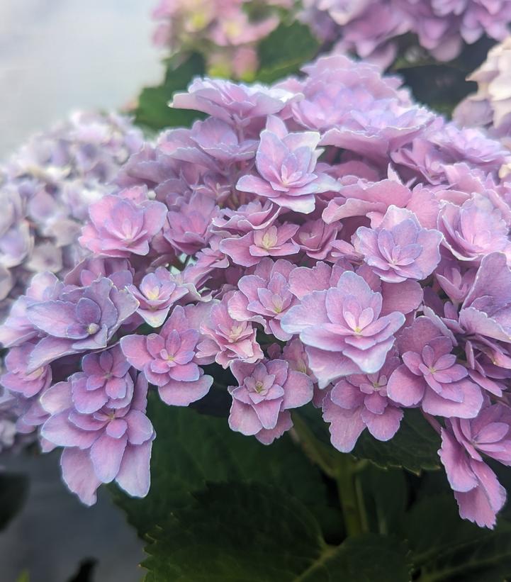 Hydrangea mac. Starfield™