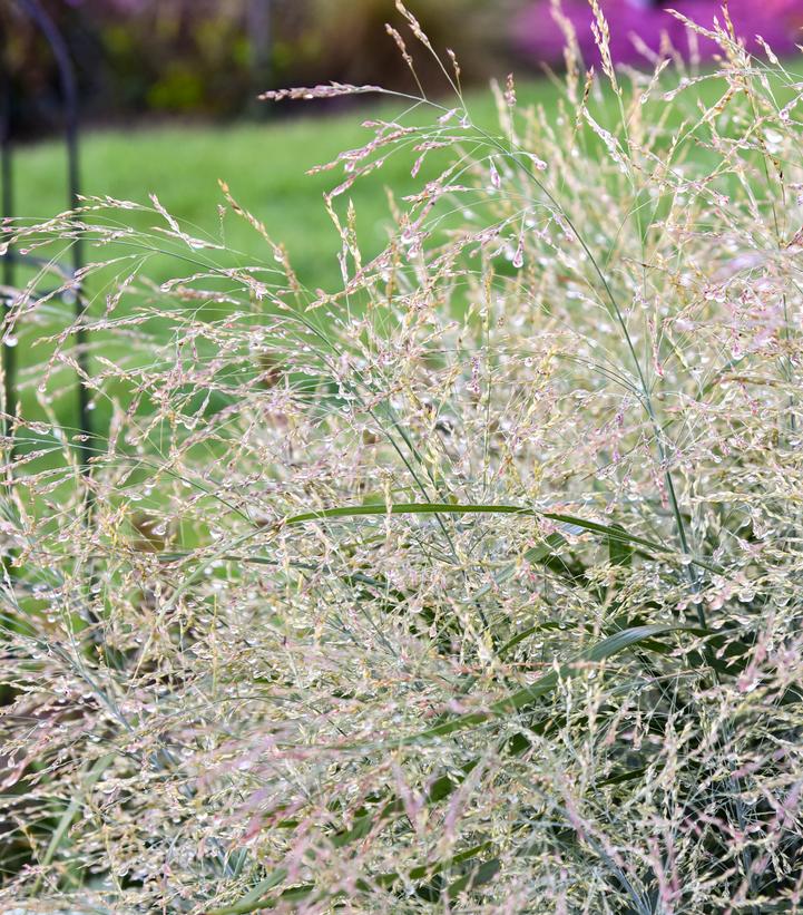 Panicum virgatum Prairie Winds® 'Niagara Falls'