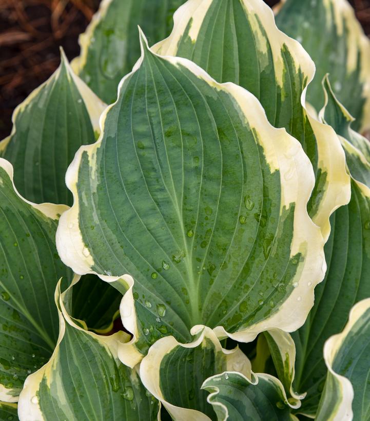 Hosta hybrid Shadowland® 'Hope Springs Eternal'