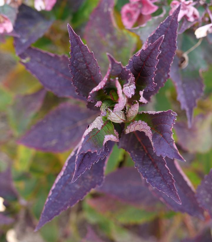 Hydrangea serrata Tuff Stuff Top Fun™