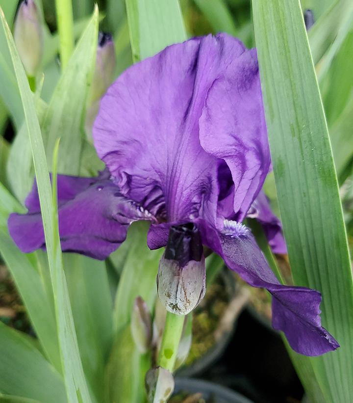 Iris germanica 'Halston'