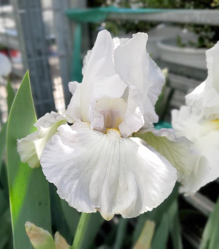 Iris germanica 'Renown'