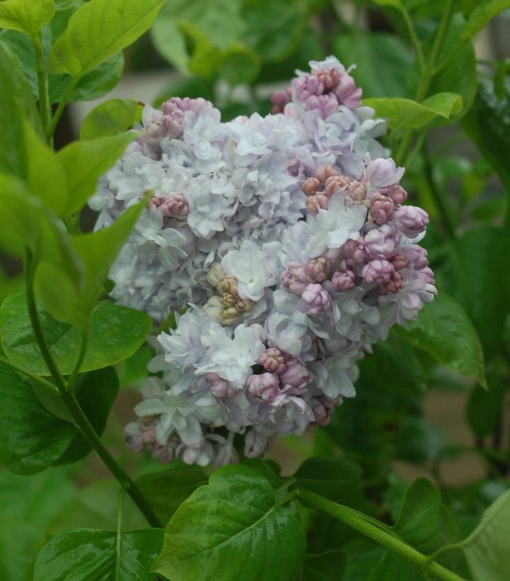 Syringa 'Equinox Valley'