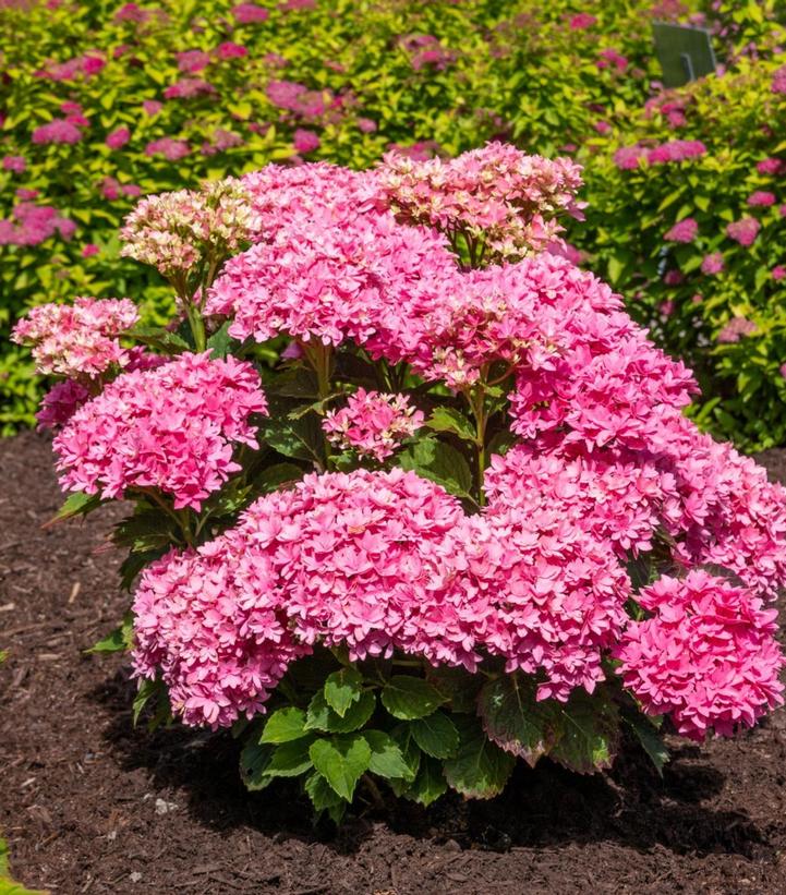 Hydrangea mac. Starfield™