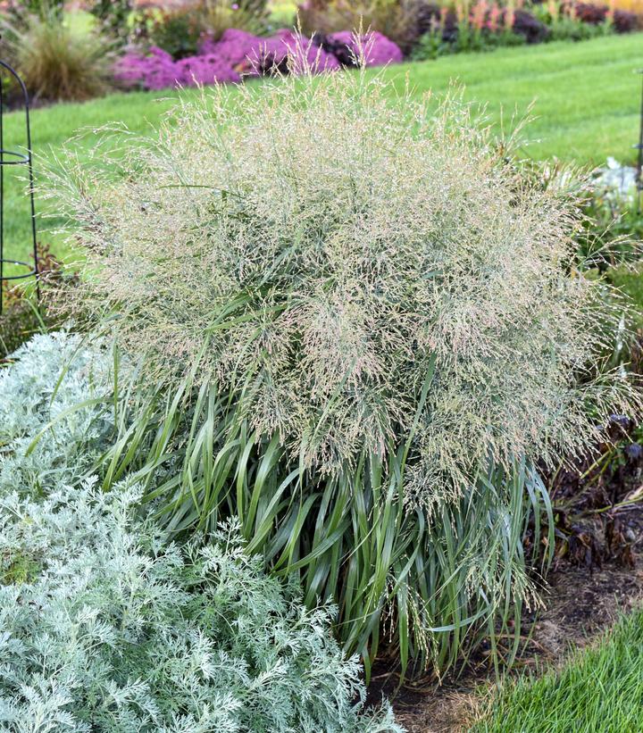 Panicum virgatum Prairie Winds® 'Niagara Falls'