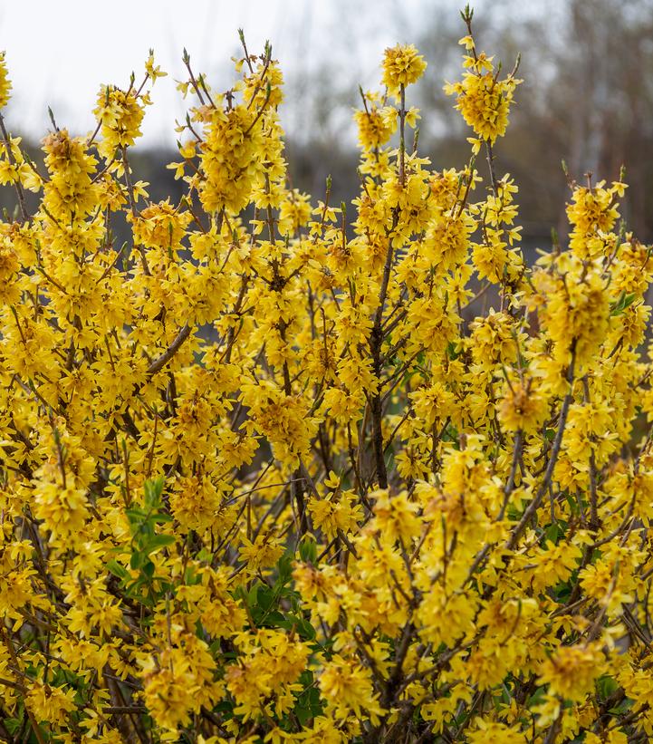 Forsythia Spring Fling™