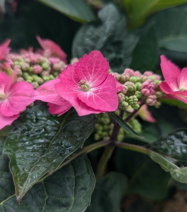 Hydrangea serrata Tuff Stuff Top Fun™