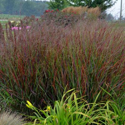 Panicum virgatum PRAIRIE WINDS® Cheyenne Sky