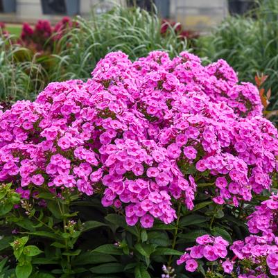 Phlox paniculata 'Prismatic Pink'