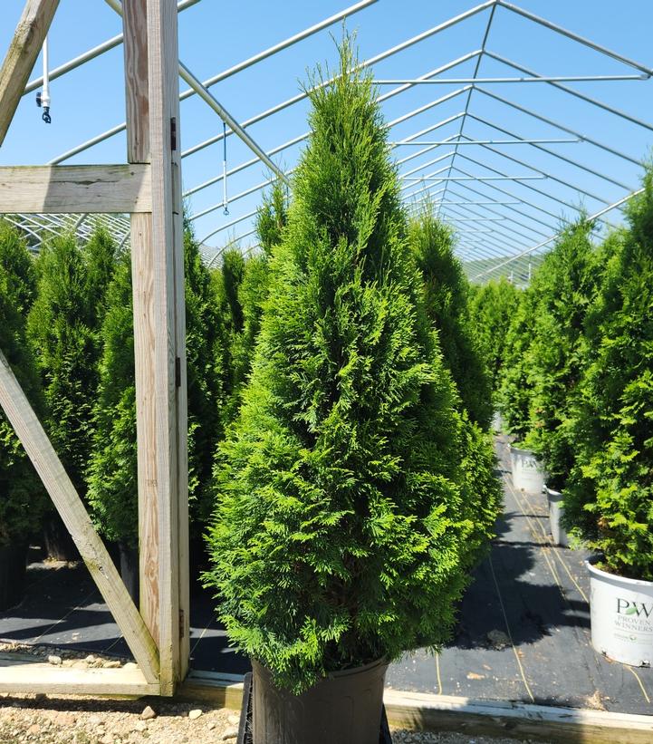 Thuja occidentalis 'Smaragd'