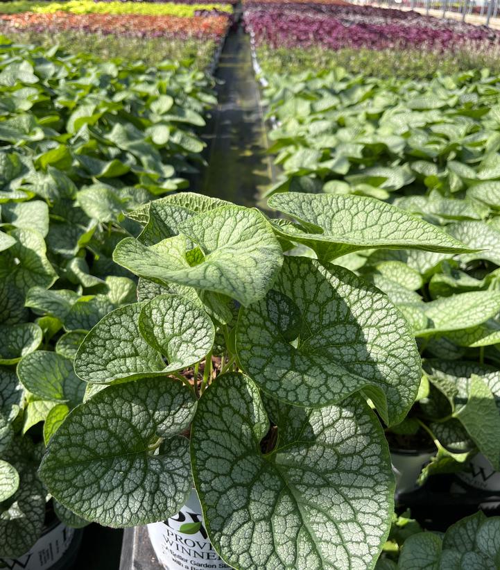 Brunnera macrophylla 'Jack of Diamonds'