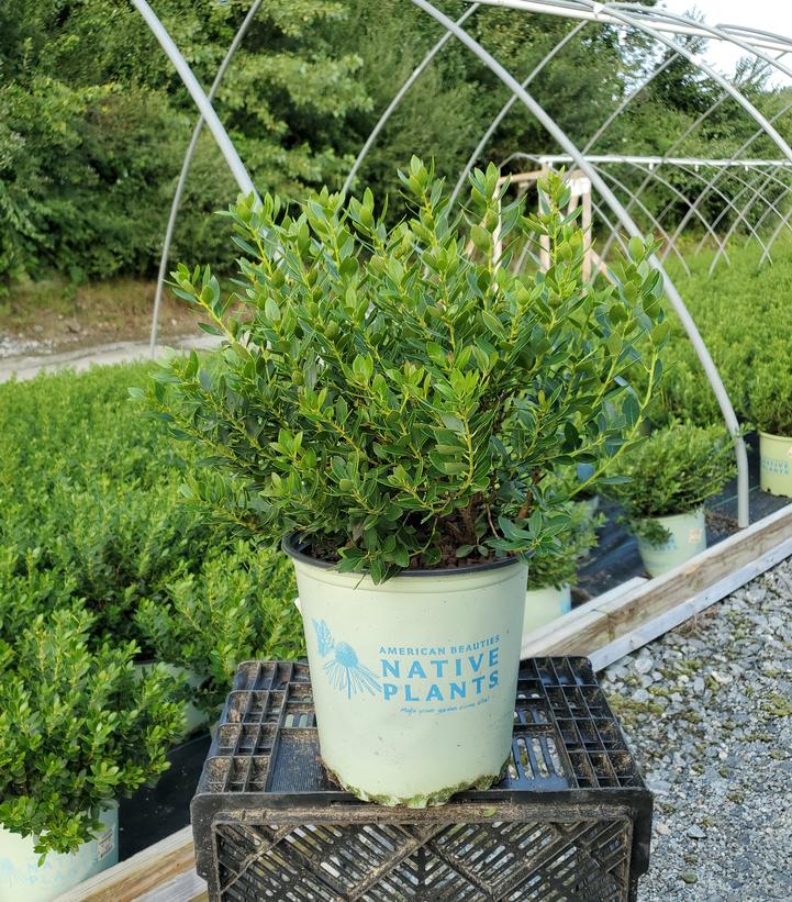 Ilex glabra Forever Emerald™