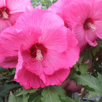 Hibiscus 'Airbrush Effect'