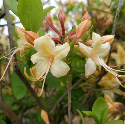 Azalea 'My Mary'