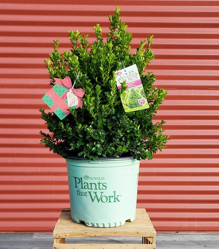 Buxus 'Cranberry Creek' #3