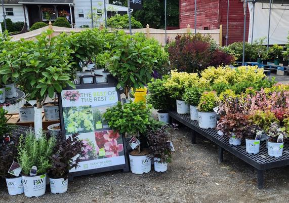 Randalls Farm & Greenhouse - Ludlow, MA