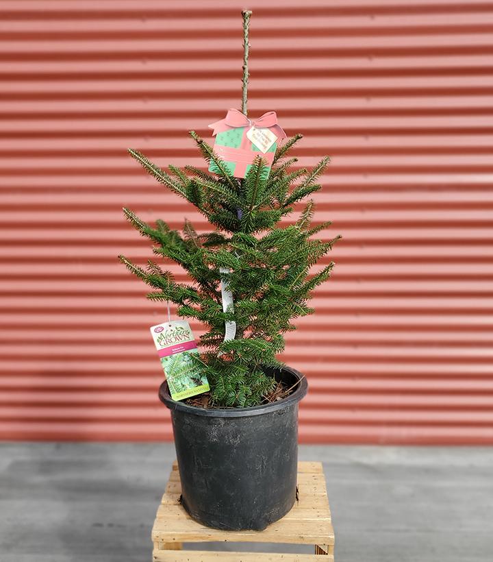 Abies balsamea #3