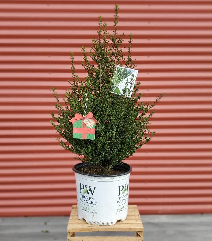 Ilex crenata Patti O Box® #3