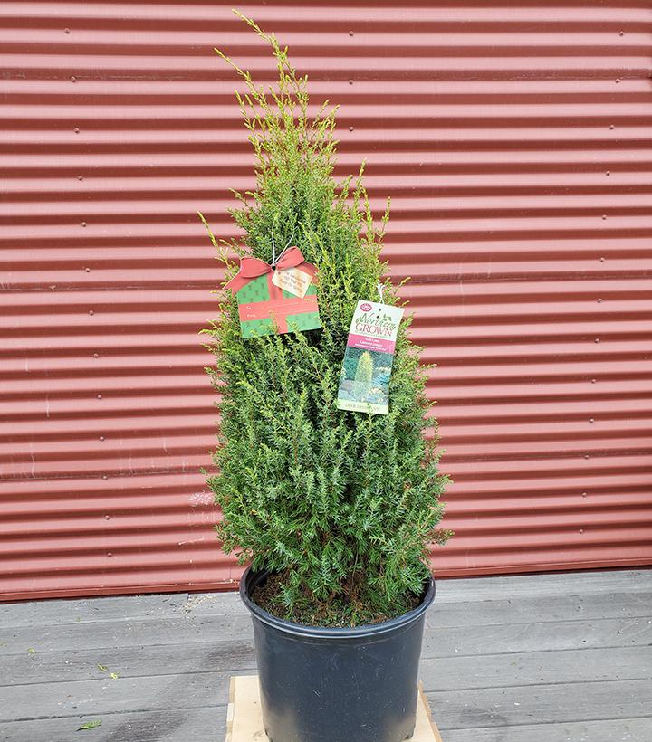 Juniperus communis Gold Cone #3