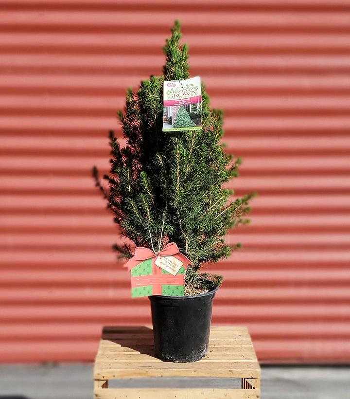 Picea glauca 'Conica' 6