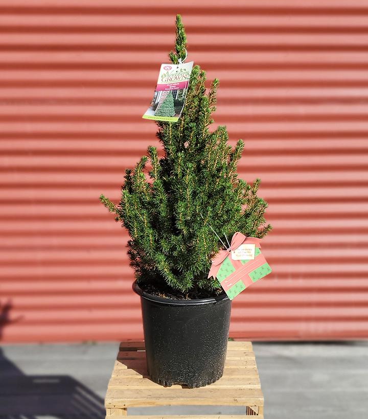 Picea glauca 'Conica' #2