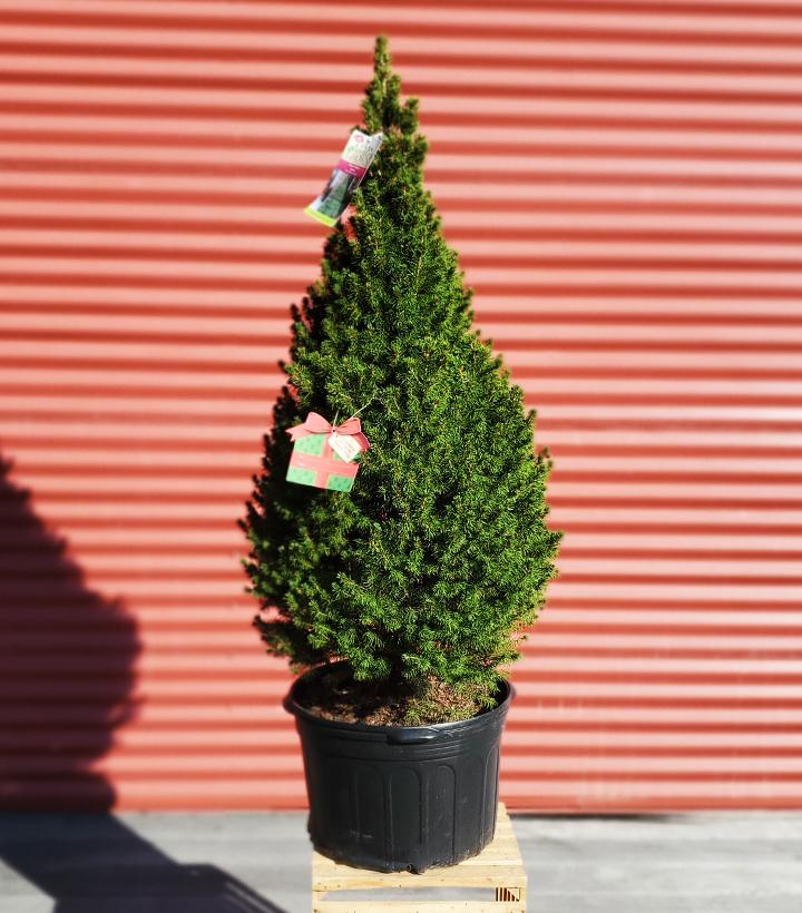 Picea glauca 'Conica' #5