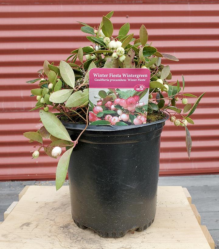 Gaultheria procumbens 'Winter Fiesta' #1