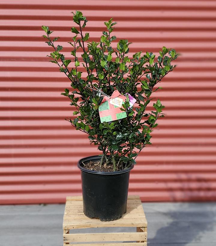 Ilex X meserveae 'Berryific' #2