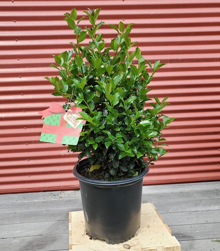 Ilex X meserveae Blue Maid #2