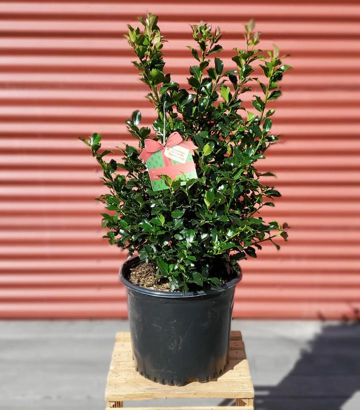 Ilex X meserveae Blue Maid #3