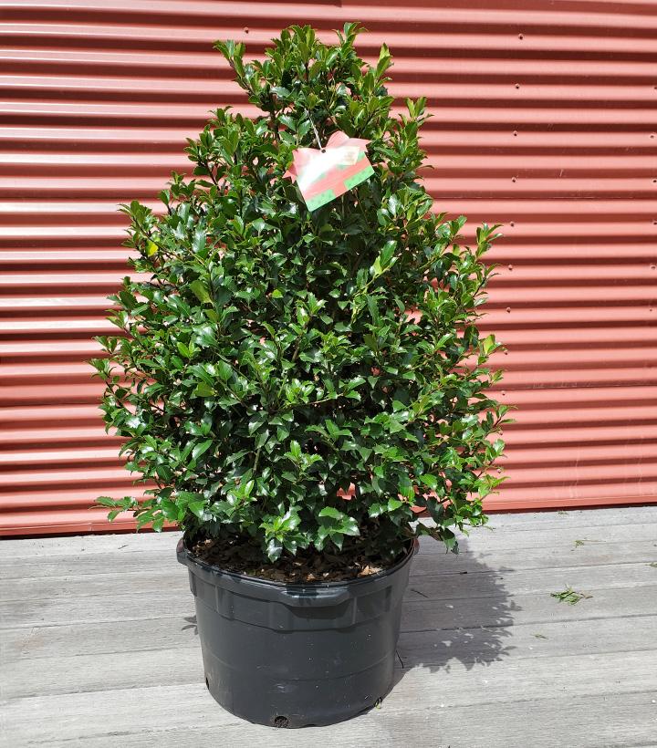 Ilex X meserveae Blue Maid #5