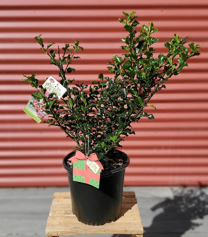 Ilex X meserveae Blue Princess #2