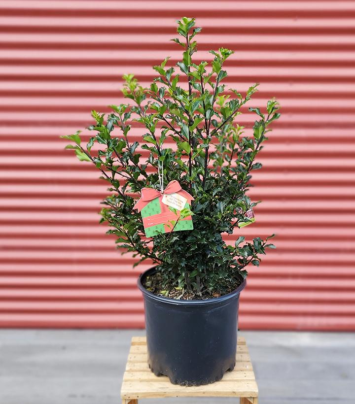 Ilex X meserveae Blue Princess #3