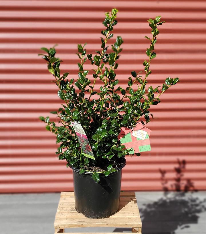 Ilex X meserveae China Girl #2