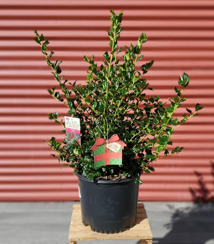 Ilex X meserveae China Girl #3