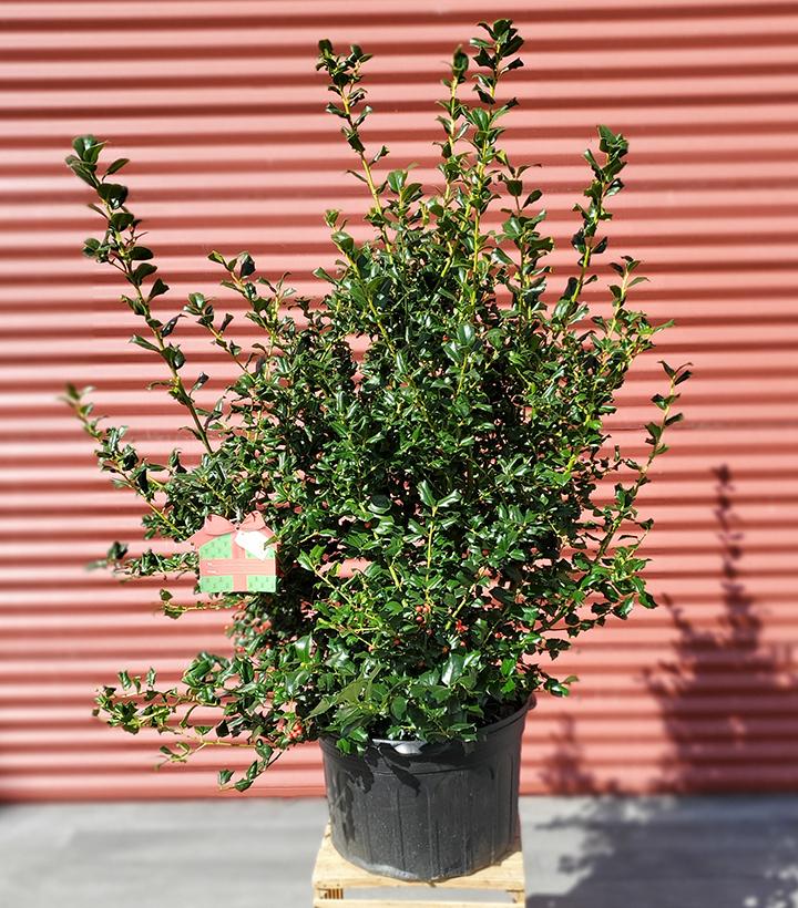 Ilex X meserveae China Girl #5