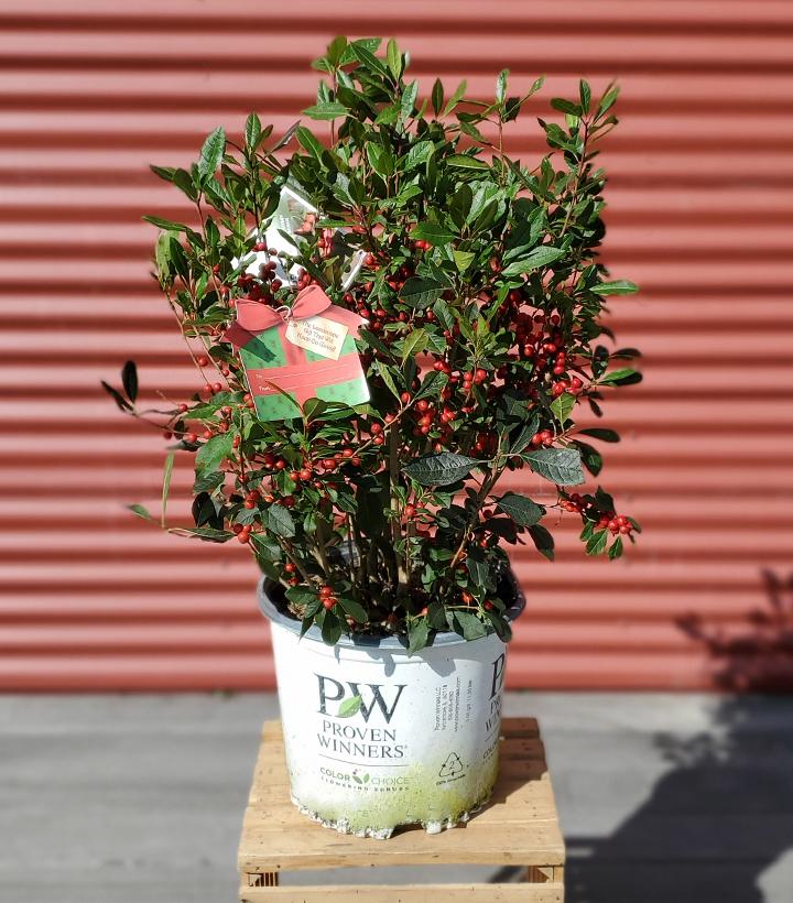 Ilex verticillata Little Goblin® Red #3