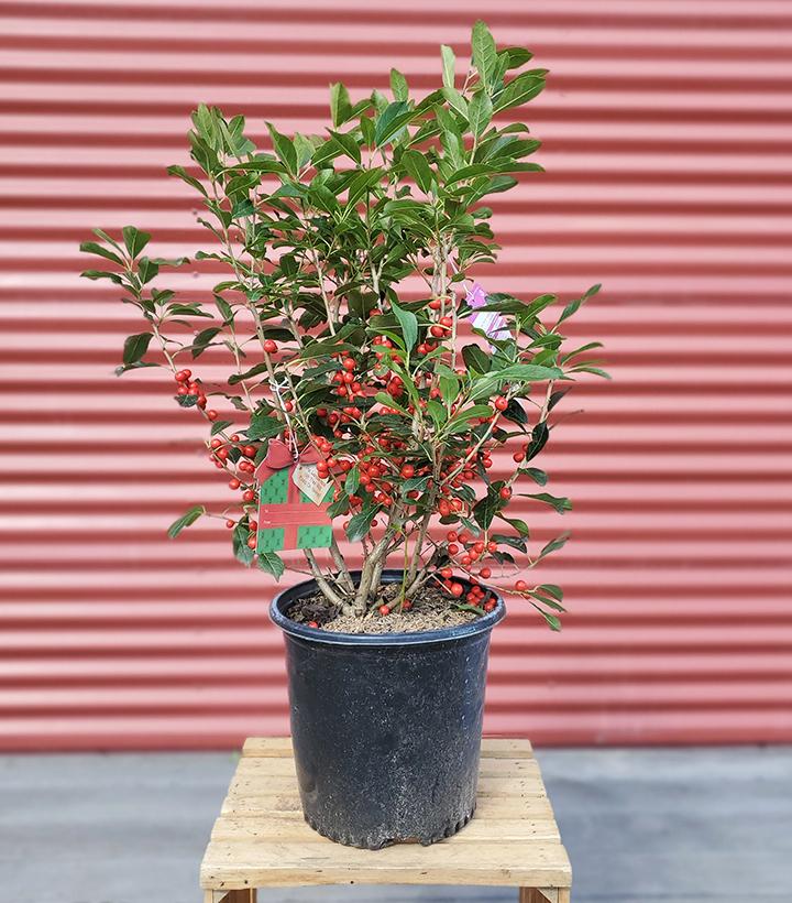 Ilex verticillata Red Sprite #2