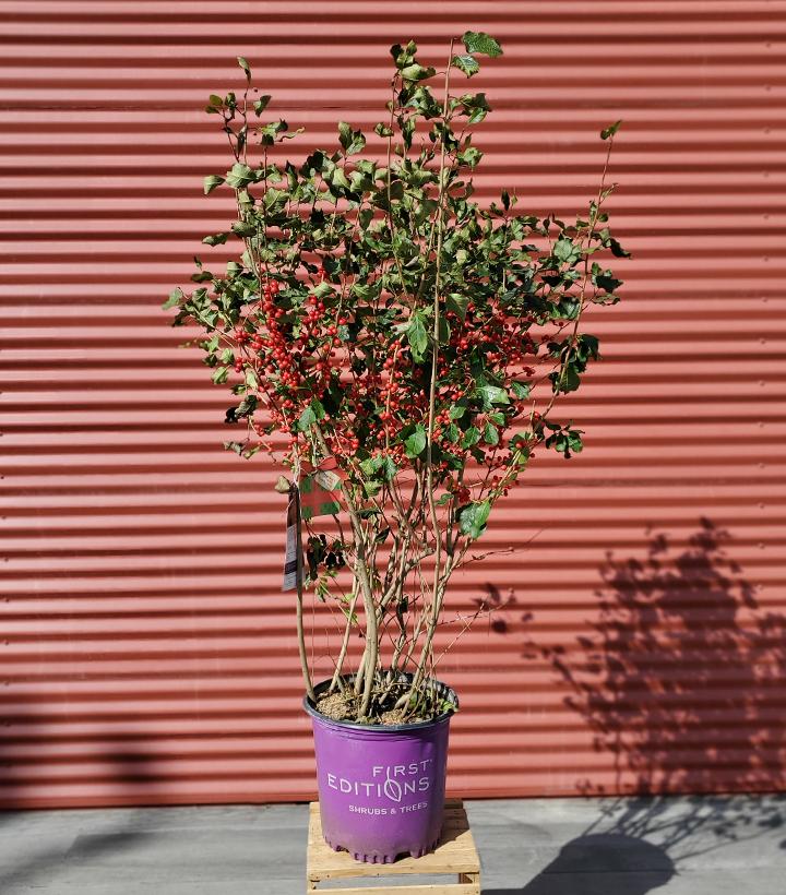 Ilex verticillata Wildfire™ #5