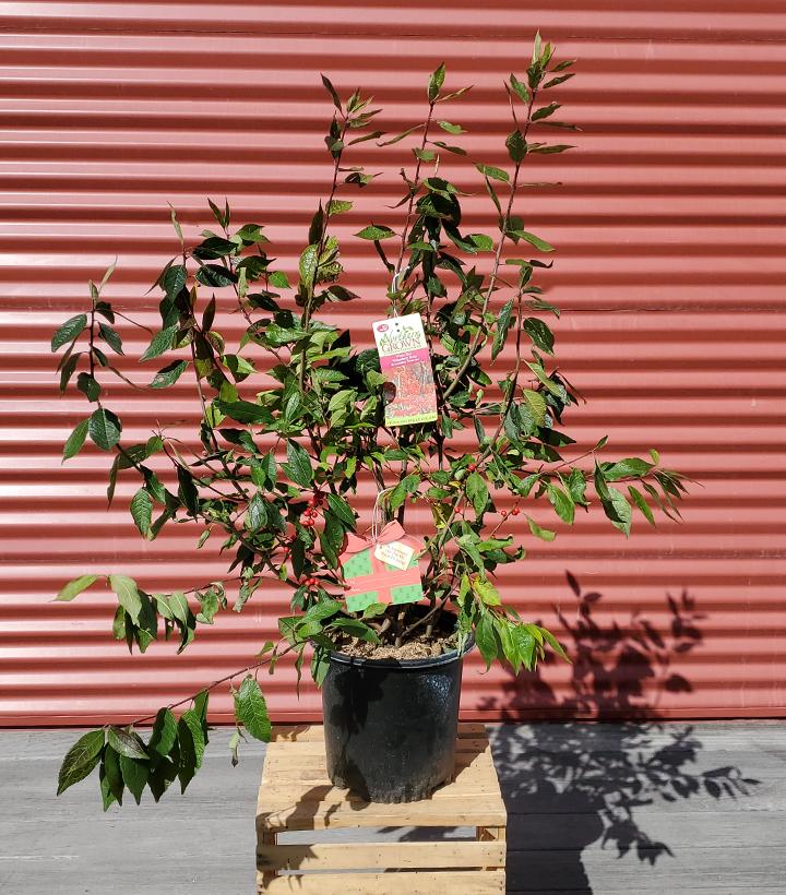 Ilex verticillata Winter Red #2